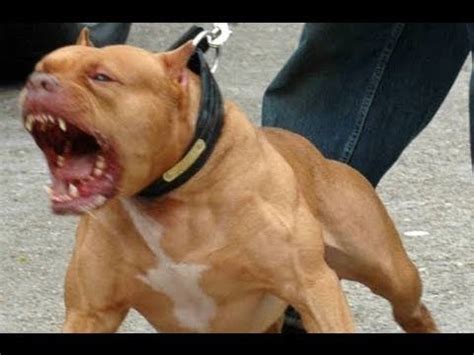 angry pitbull|are pitbull aggressive.